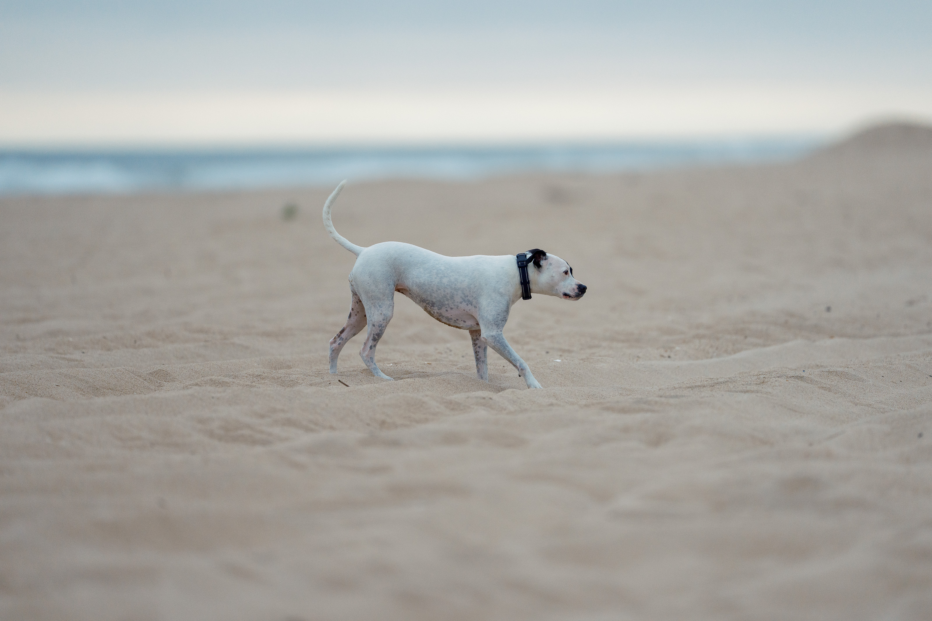 Kota walking along East Hampton beach with ocean and dunes